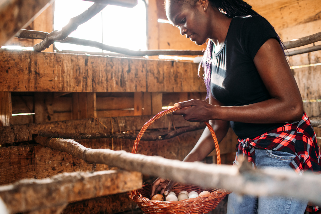 Female Farmer Collecting Organic Eggs